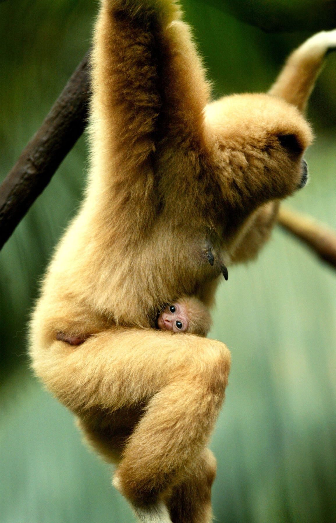 20180525_new_zooanimals026